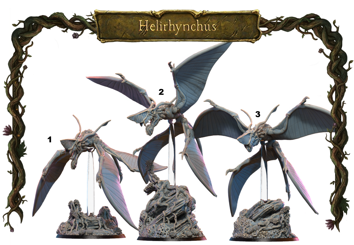 Helirynchus