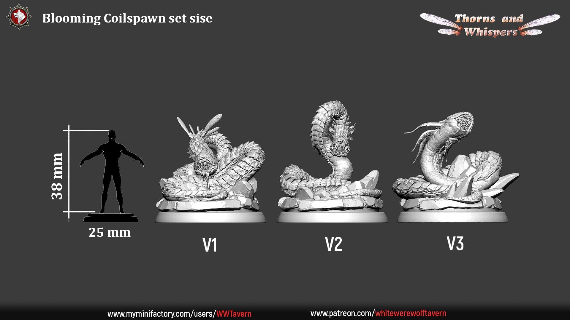 Blooming Coilspawn dimension sheet, three 32mm sculpts labeled V1 to V3 at 38mm height with scale silhouette